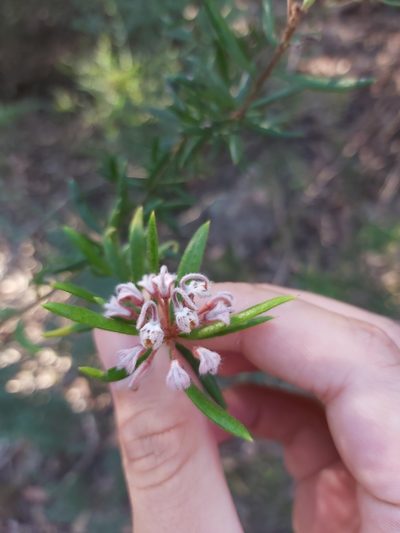 Grevillea phylicoides, photographed by Tim