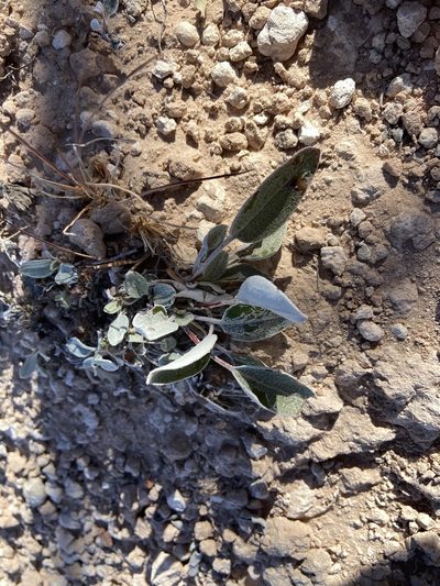 Eriogonum correllii, photographed by Reid Hardin