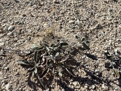 Eriogonum correllii, photographed by Reid Hardin