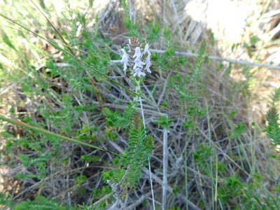 Piloblephis rigida, photographed by Stephanie C