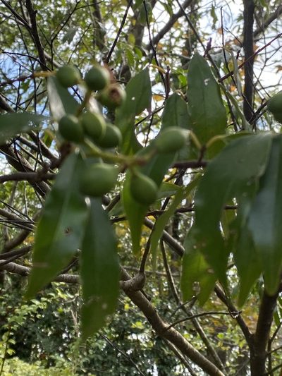 Prunus spinulosa, photographed by 古淑玲