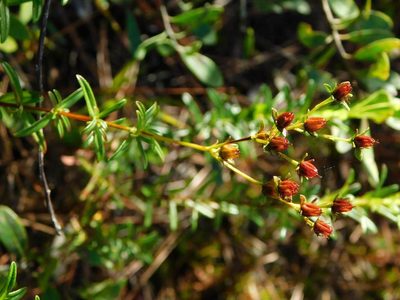 Hypericum cistifolium, photographed by Stephanie C