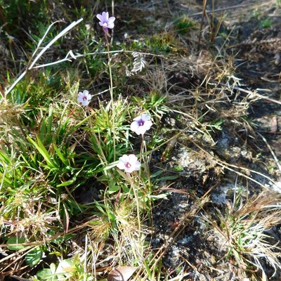 Pinguicula pumila, photographed by Stephanie C