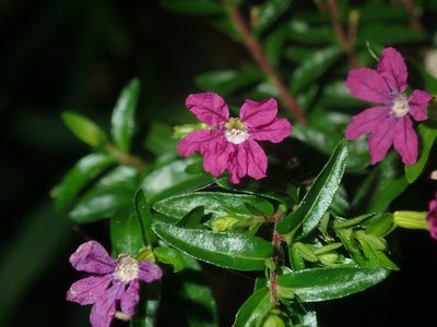 Cuphea hyssopifolia, photographed by Thomas Mesaglio