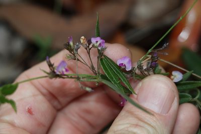 Glycine tabacina, photographed by Greg Tasney
