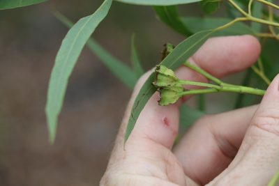 Angophora woodsiana, photographed by Greg Tasney