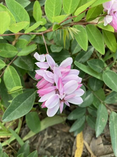 Indigofera decora, photographed by Thomas Mesaglio