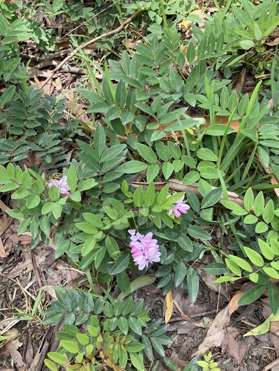 Indigofera decora, photographed by Thomas Mesaglio