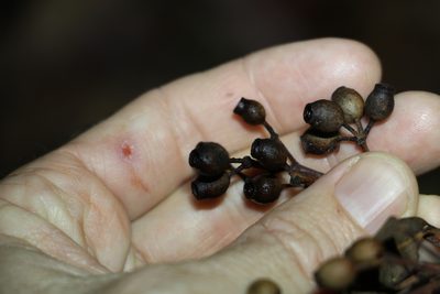 Corymbia trachyphloia, photographed by Greg Tasney