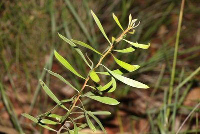 Persoonia sericea, photographed by Greg Tasney
