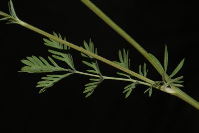 Sanguisorba occidentalis, photographed by Brian Finzel