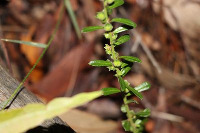 Phyllanthus hirtellus, photographed by Greg Tasney