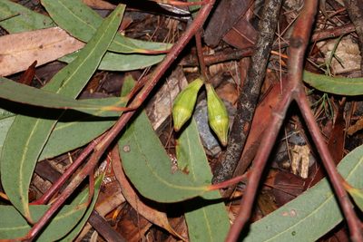 Eucalyptus planchoniana, photographed by Greg Tasney