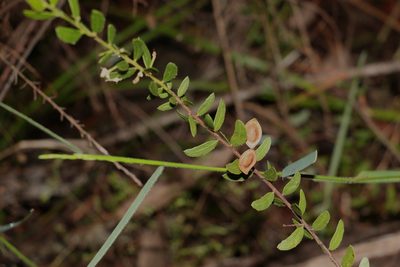 Acacia hispidula, photographed by Greg Tasney