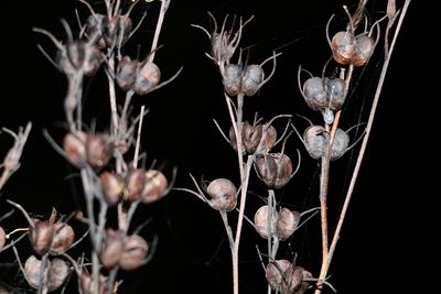 Haemodorum austroqueenslandicum, photographed by Greg Tasney