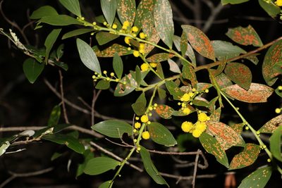 Acacia complanata, photographed by Greg Tasney
