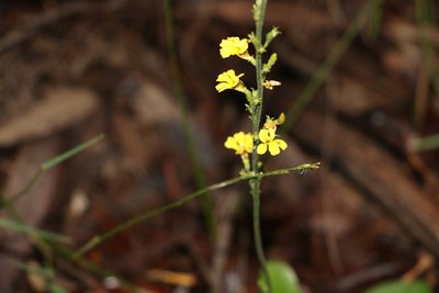 Goodenia bellidifolia, photographed by Greg Tasney