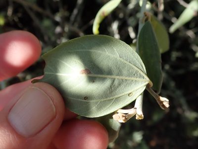 Ceanothus incanus, photographed by joergmlpts