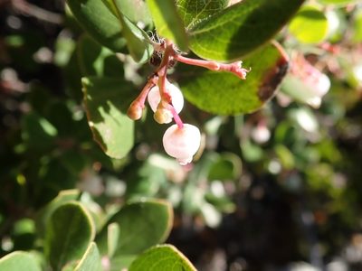 Arctostaphylos sensitiva, photographed by joergmlpts