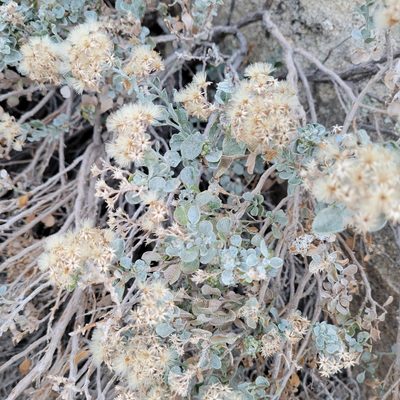 Ericameria cuneata, photographed by Dan Horowitz