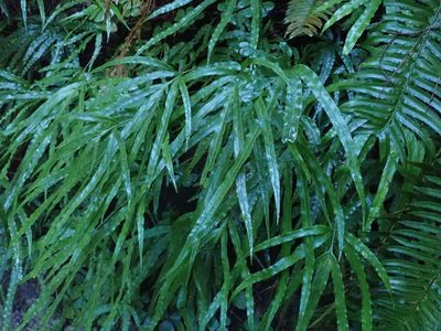 Pteris cretica, photographed by joergmlpts