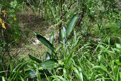 Strelitzia reginae, photographed by Thomas Mesaglio