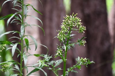 Erechtites valerianifolius, photographed by Thomas Mesaglio