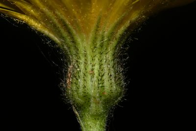 Hieracium lachenalii, photographed by Brian Finzel
