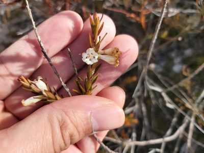 Epacris obtusifolia, photographed by Tim