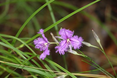 Thysanotus tuberosus, photographed by Greg Tasney