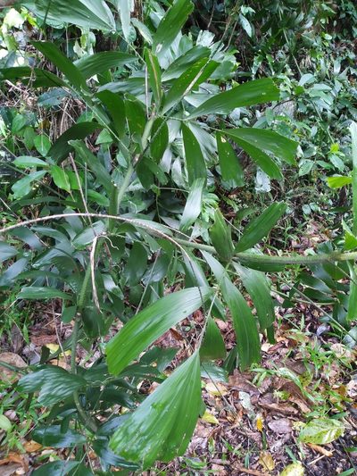 Calamus caryotoides, photographed by Steve Fitzgerald