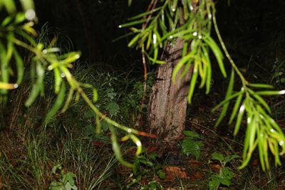 Daviesia arborea, photographed by Greg Tasney