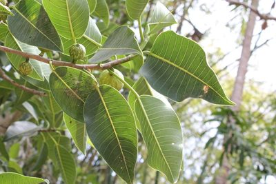Ficus insipida, photographed by Viacheslav Shalisko