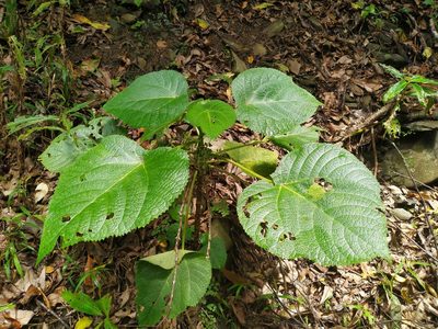 Dendrocnide moroides, photographed by Steve Fitzgerald