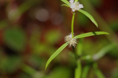 Spermacoce brachystema, photographed by Greg Tasney