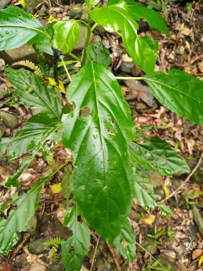 Claoxylon hillii, photographed by Steve Fitzgerald