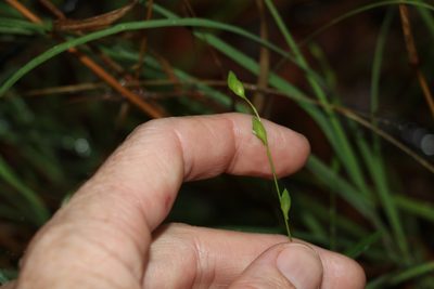 Zornia dyctiocarpa, photographed by Greg Tasney
