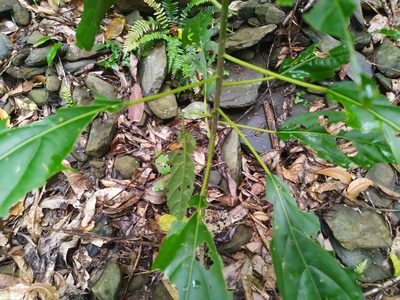 Claoxylon hillii, photographed by Steve Fitzgerald