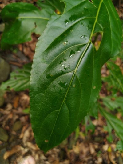 Claoxylon hillii, photographed by Steve Fitzgerald
