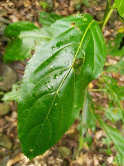 Claoxylon hillii, photographed by Steve Fitzgerald
