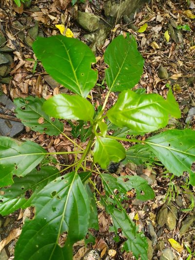 Claoxylon hillii, photographed by Steve Fitzgerald