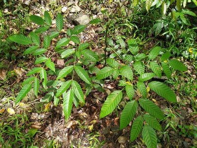 Leea nova-guineensis