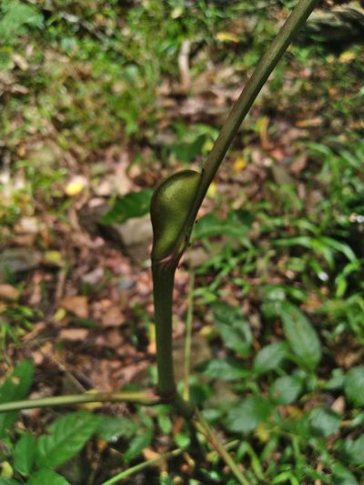Leea nova-guineensis, photographed by Steve Fitzgerald