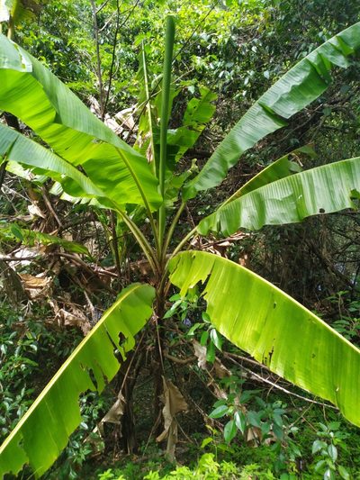 Musa banksii, photographed by Steve Fitzgerald