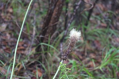 Xanthorrhoea macronema, photographed by Greg Tasney