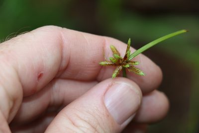 Cyperus laevis, photographed by Greg Tasney