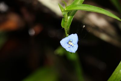 Commelina lanceolata, photographed by Greg Tasney