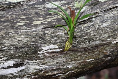 Cymbidium madidum, photographed by Greg Tasney