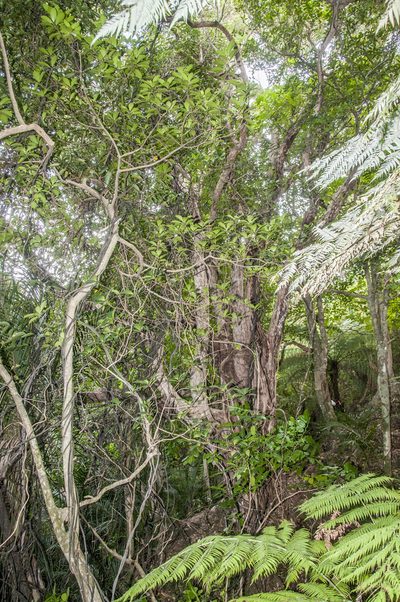 Metrosideros bartlettii, photographed by Peter de Lange