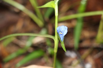 Commelina lanceolata, photographed by Greg Tasney